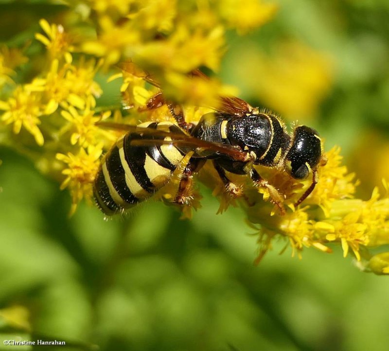 Five-banded Thynnid wasp (Myzinum quinquecinctum)