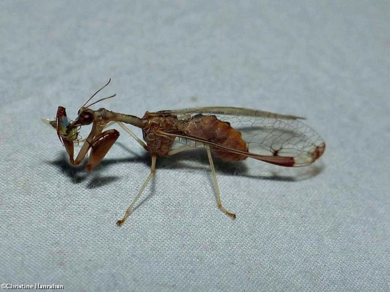 Four-spotted mantidfly (Dicromantispa interrupta)