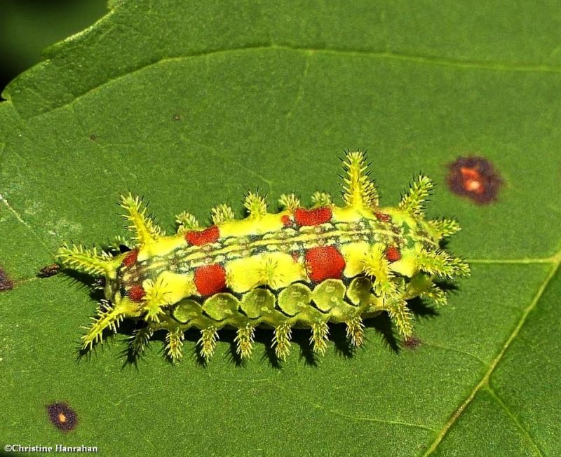 Spiny oak slug moth caterpillar  (Euclea delphinii), #4697  [August 24]