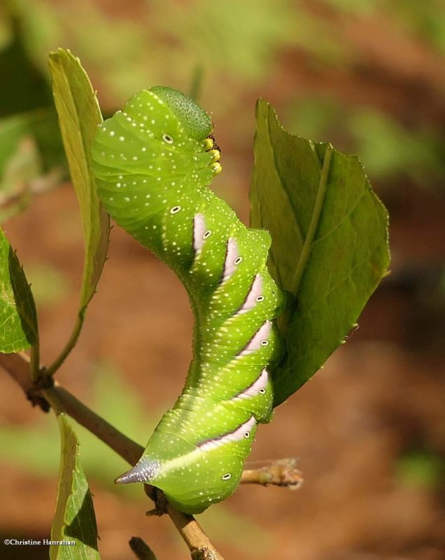 Pawpaw sphinx moth caterpillar (<em>Dolba hyloeus</em>),  #7784