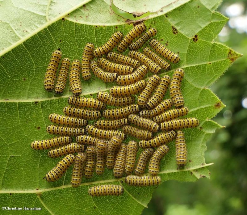 Leaf Skeletonizing Moth caterpillars (Family: Zygaenidae)  4624