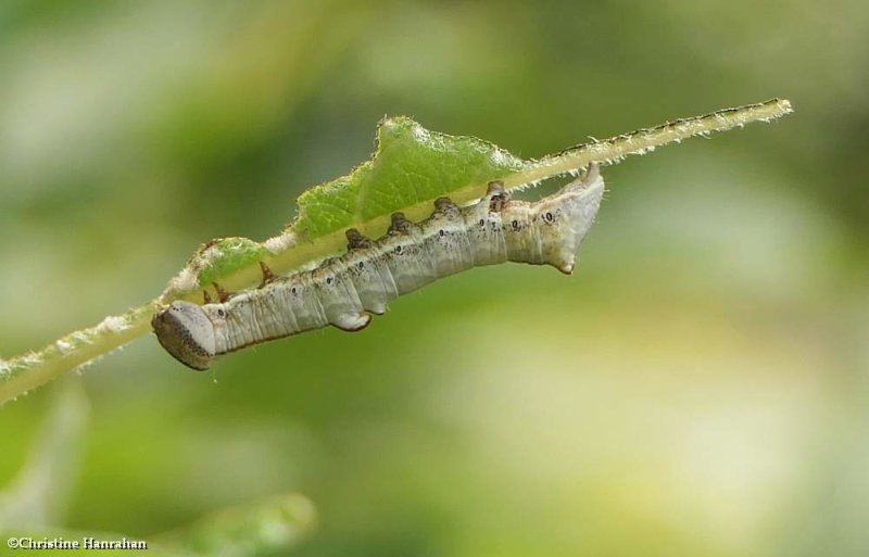 Finned willow prominent moth caterpillar  (Notodonta scitipennis), #7926