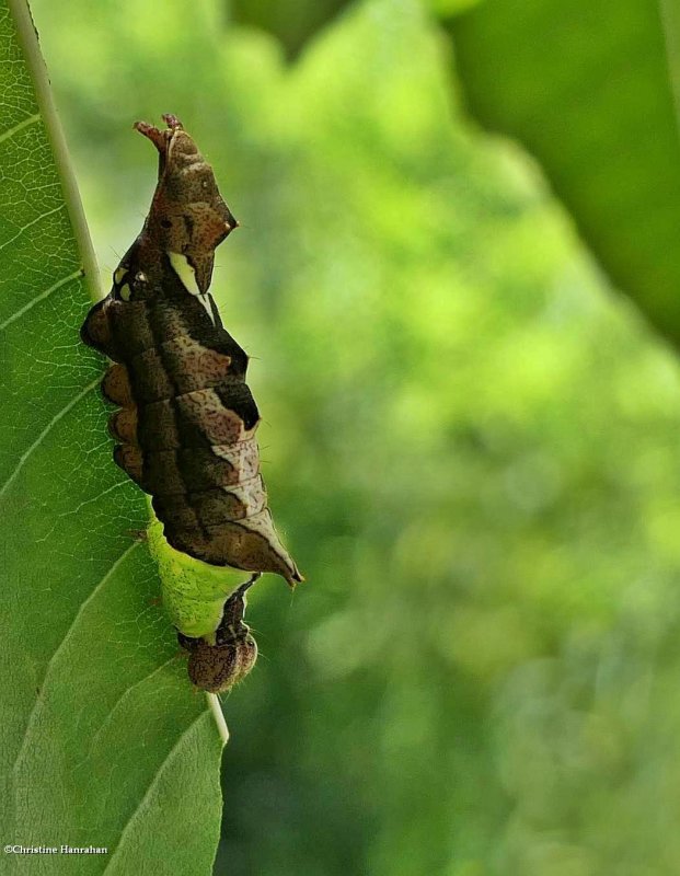 Unicorn moth caterpillar  (Coelodasys unicornis), #8007