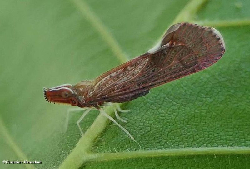 Derbid planthopper (Apache degeeri)