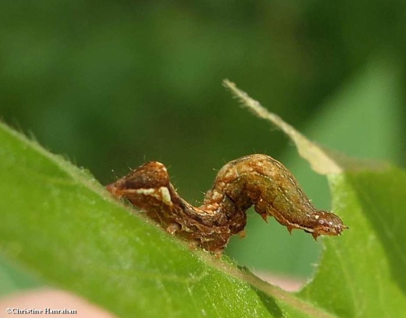 Common hyppa moth caterpilla (Hyppa xylinnoides), #9578