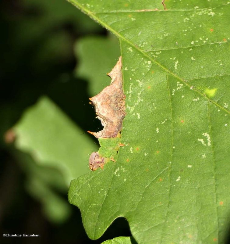 Morning glory prominent moth caterpillar  (Schizura ipomaeae), #8005