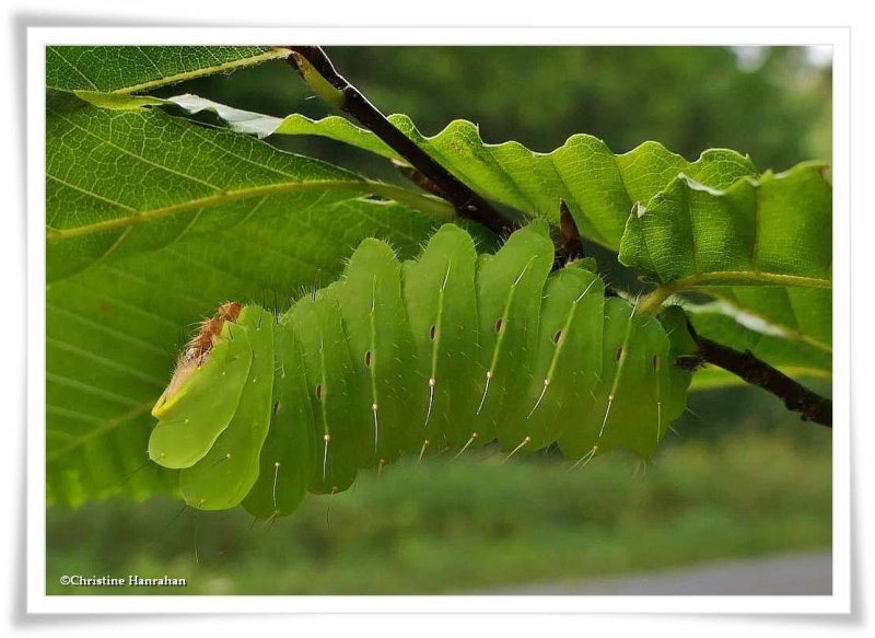 Polyphemus moth caterpillar  (Antheraea polyphemus),  #7757