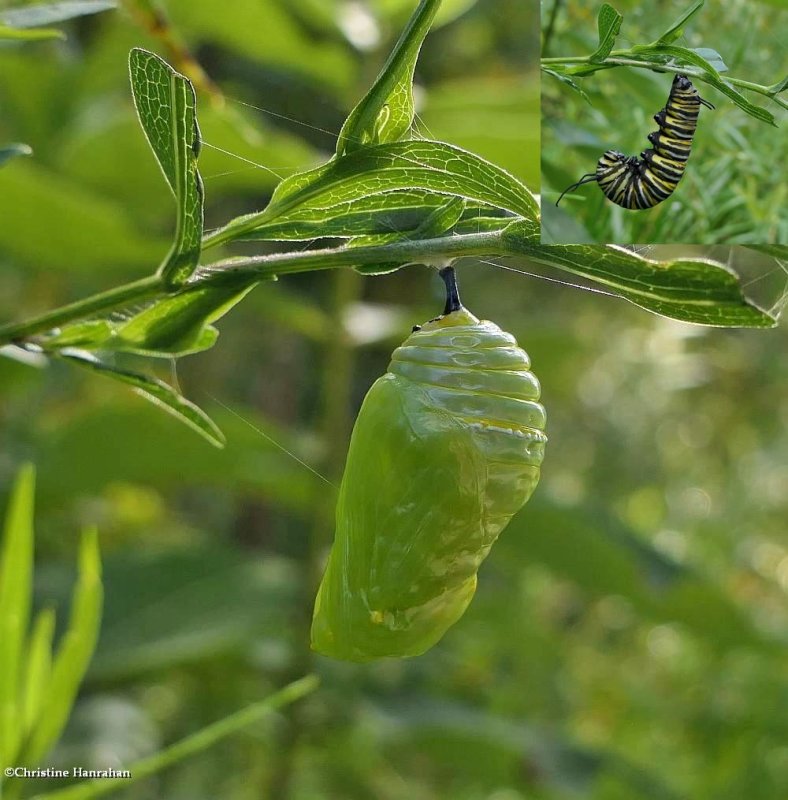 Monarch chrysalis