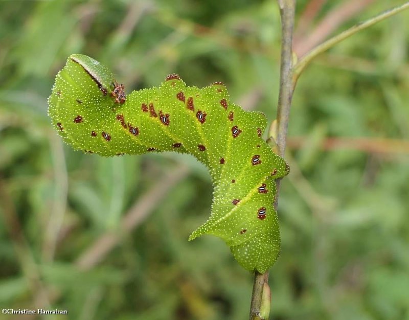 Blinded sphinx caterpillar (Paonias excaecata), #7824