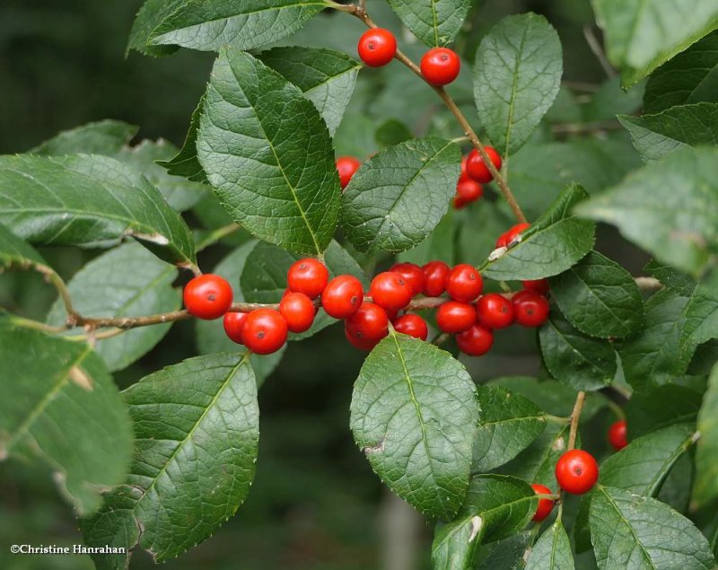 Winterberry  (Ilex verticillata)