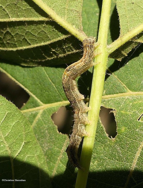 Maple zale moth caterpillar  (Zale galbanata), #8692