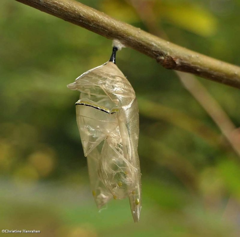 Empty Monarch chrysalis