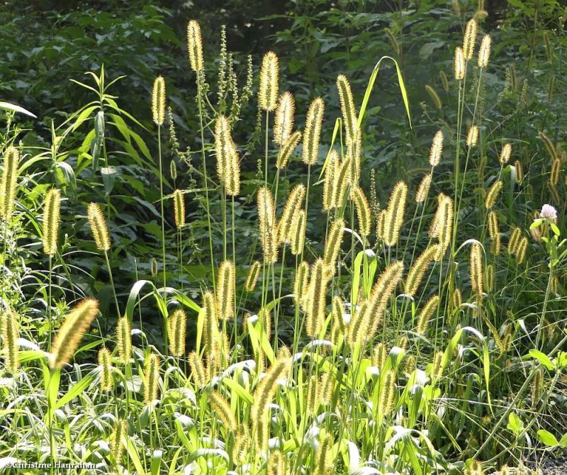 Foxtail grass (Setaria)