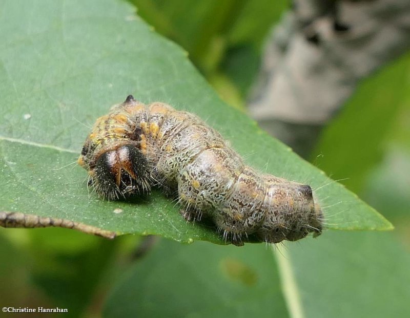 Prominent Moth caterpillar (Clostera)