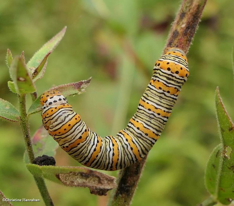 Pearly wood nymph moth caterpillar  (Eudryas unio), #9299