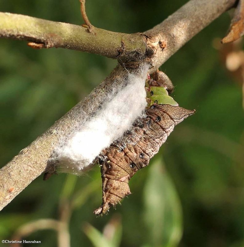Unicorn moth caterpillar (Coelodasys unicornis), #8007