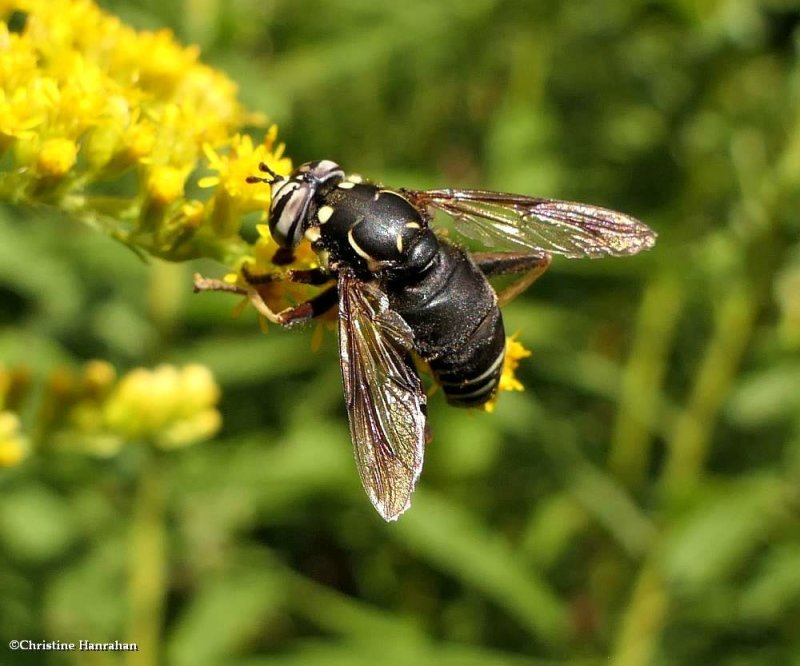 Wasp mimic hover fly (Spilomyia fusca)