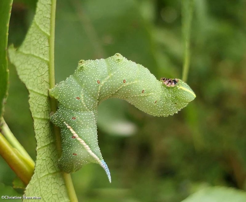 Twin-spotted sphinx moth caterpillar (<em>Smerinthus jamaicensis</em>), #7821   [September 1]