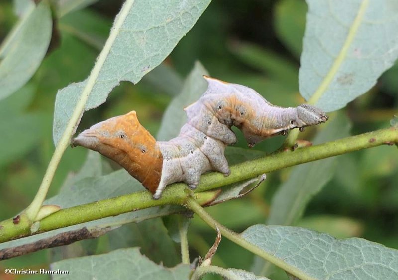 Finned willow prominent moth caterpillar  (Notodonta scitipennis), #7926