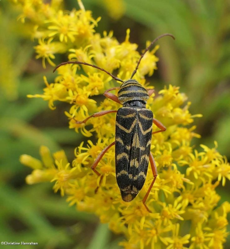 Locust borer long-horned beetle