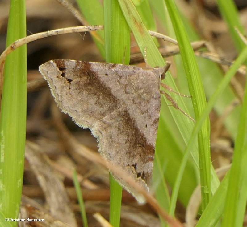 Six-spotted gray moth  (Spargaloma sexpunctata), #8479