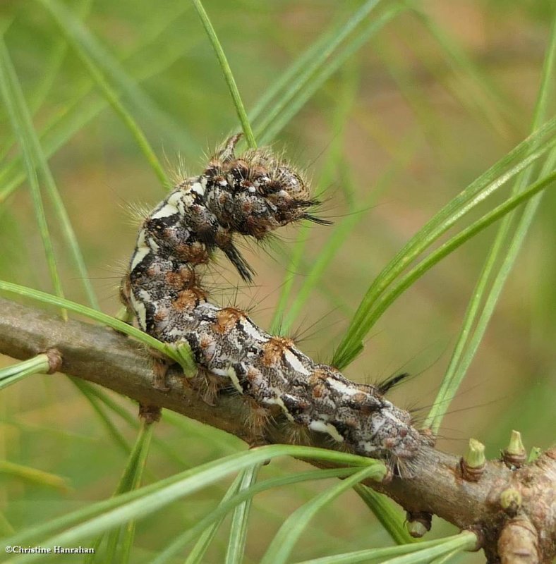 Eastern panthea moth caterpillar  (Panthea furcilla), #9182