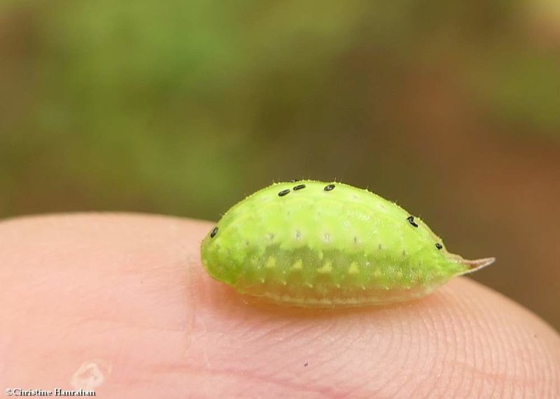 Elegant tailed slug  moth caterpillar (Packardia elegans), #4661