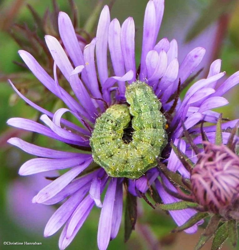 Moth caterpillar (Heliothis?)