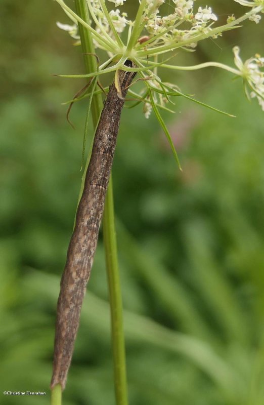 Erebidae moth caterpillar (Tribe Euclidiini)