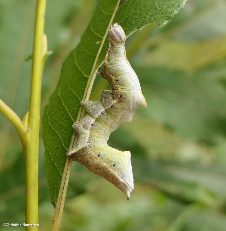 Finned willow prominent moth caterpillar  (Notodonta scitipennis), #7926