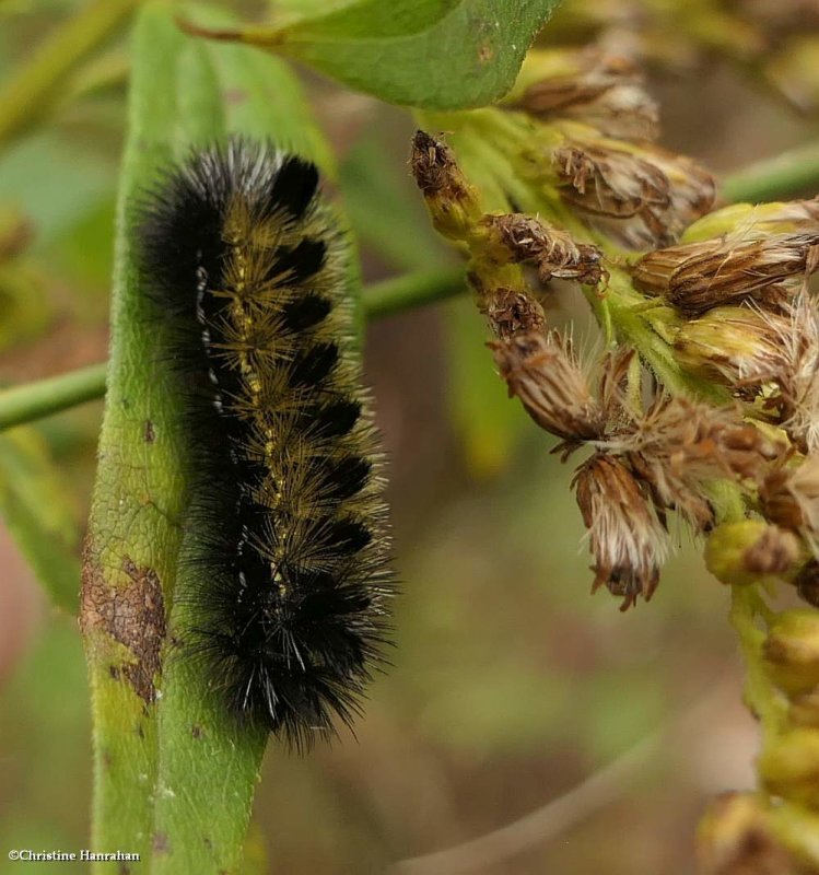 Virginia ctenucha moth caterpillar  (Ctenucha virginica), #8262