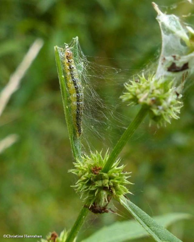 Pyraloidea moth caterpillar