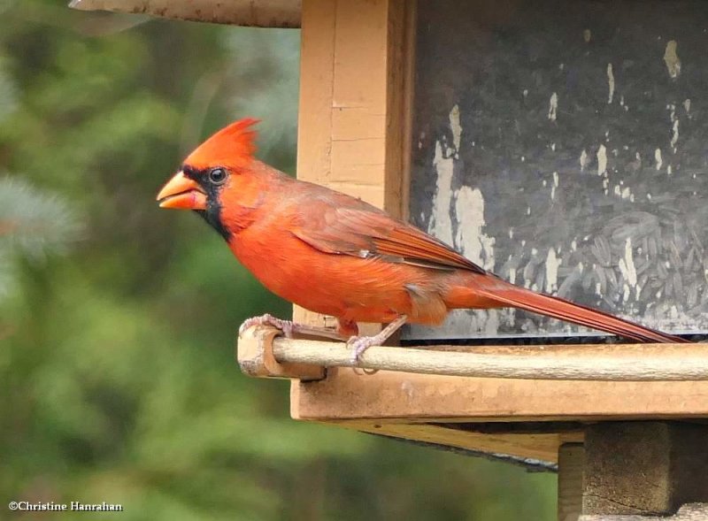 Northern cardinal, male