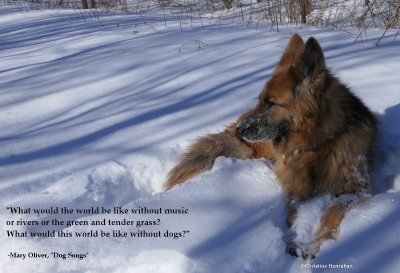 What would this world be like without dogs?