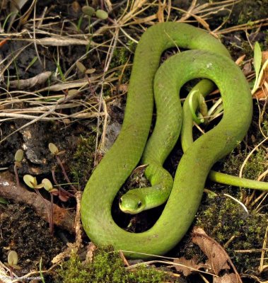 Smooth green snake   (<em>Opheodrys vernalis</em>)
