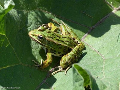 Leopard Frogs  (Rana pipiens)