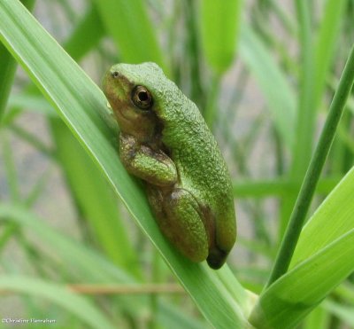 Grey treefrog (<em>Hyla versicolor</em>)