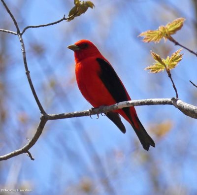 Cardinals and Allies