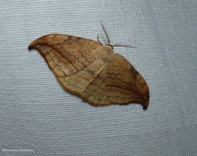 Arched hooktip moth  (<em>Drepana arcuata</em>), #6251