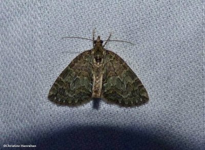 Geometrid moth (<em>Hydriomena</em>)