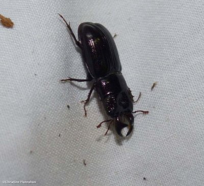 Stag beetle (<em>Ceruchus piceus</em>)