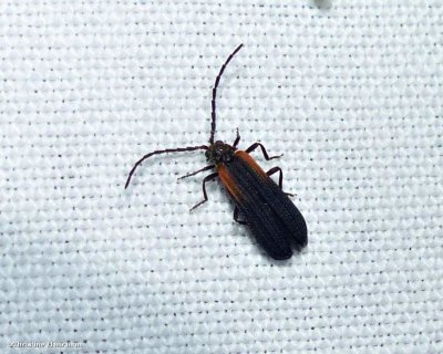 Net-winged beetle (Greenarus thoracicus)