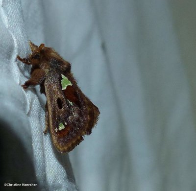 Spiny oak slug moth  (Euclea delphinii), #4697