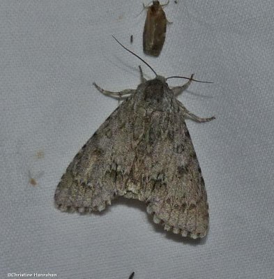 American dagger (Acronicta americana)