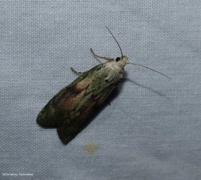 Bee moth (Aphomia sociella)