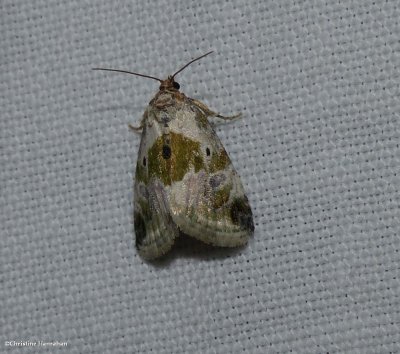 Black-dotted glyph  (Maliattha synochitis)