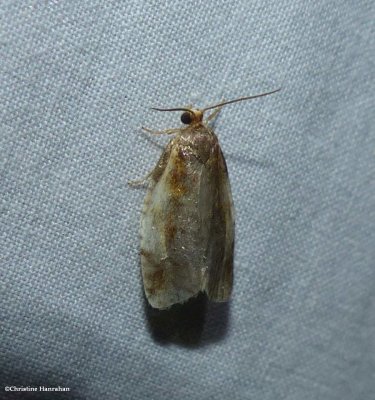 Black-patched clepsis  (Clepsis melaleucana)
