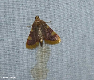 Clover hayworm moth  (Hypsopygia costalis)