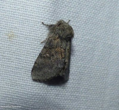 Common gluphisia  (Gluphisia septentrionis)