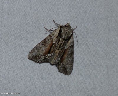 Common hyppa moth (Hyppa xylinoides)